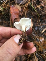 Leucocybe candicans