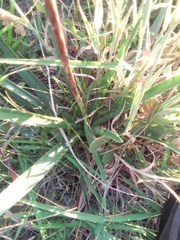 Eryngium sanguisorba