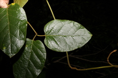 Parsonsia fulva