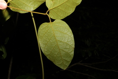 Parsonsia fulva