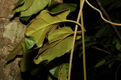Parsonsia fulva