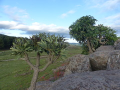 Cussonia paniculata