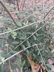 Ligustrum quihoui