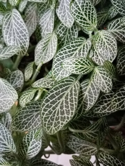 Fittonia albivenis