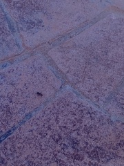 Pogonomyrmex rugosus