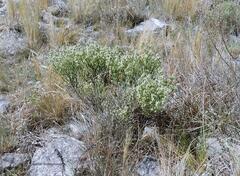Baccharis articulata