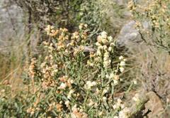 Baccharis articulata