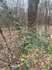 Ligustrum quihoui