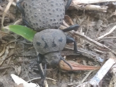 Scotobius pilularius