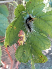 Halysidota ruscheweyhi