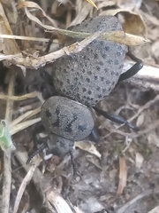 Scotobius pilularius