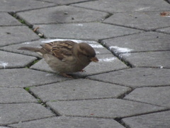 Passer domesticus