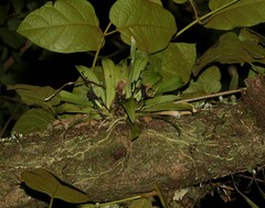Sarcochilus falcatus