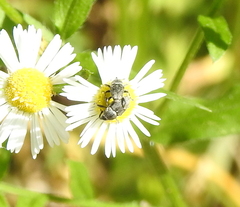 Odontocorynus salebrosus