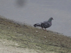 Columba livia domestica