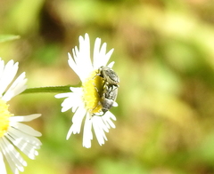 Odontocorynus salebrosus