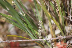 Lomandra multiflora multiflora