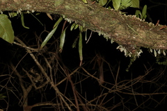 Pyrrosia