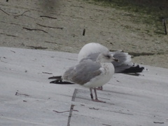 Larus argentatus