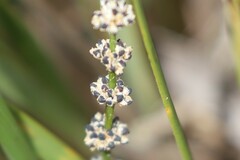 Lomandra multiflora multiflora