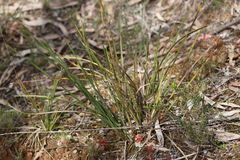 Lomandra multiflora multiflora