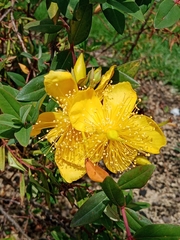 Hypericum calycinum