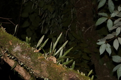 Pyrrosia