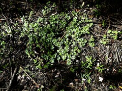 Ranunculus flabellaris