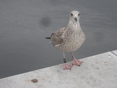 Larus argentatus