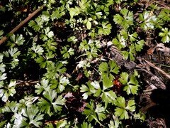 Ranunculus flabellaris