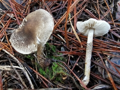 Lepiota griseovirens