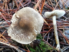 Lepiota griseovirens