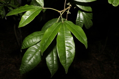 Melicope micrococca