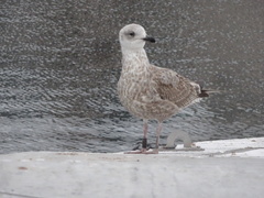 Larus argentatus