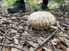 Calvatia