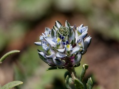 Polygala kurtzii