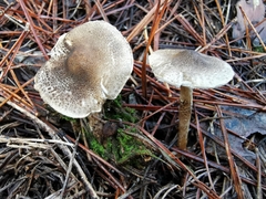 Lepiota griseovirens