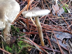 Lepiota griseovirens