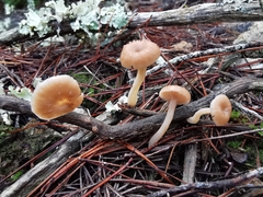 Lentinellus micheneri