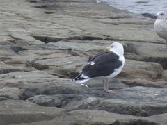 Larus marinus