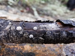 Hemimycena cephalotricha