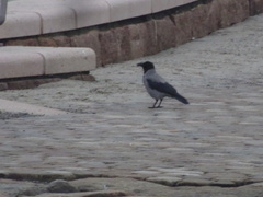 Corvus cornix