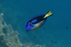 Paracanthurus hepatus