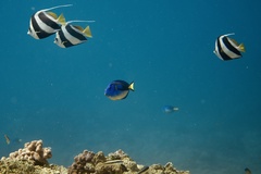 Paracanthurus hepatus