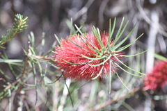 Melaleuca linearis