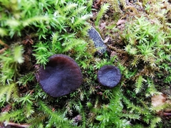 Galactinia saniosa