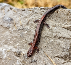 Plethodon ventralis