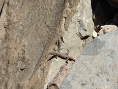 Gallotia stehlini