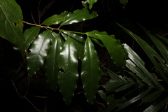 Actephila mooreana
