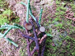 Strobiloscypha